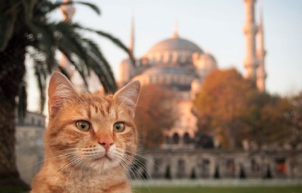في اليوم العالمي للحيوانات.. ما سر اهتمام الأتراك بها؟ 